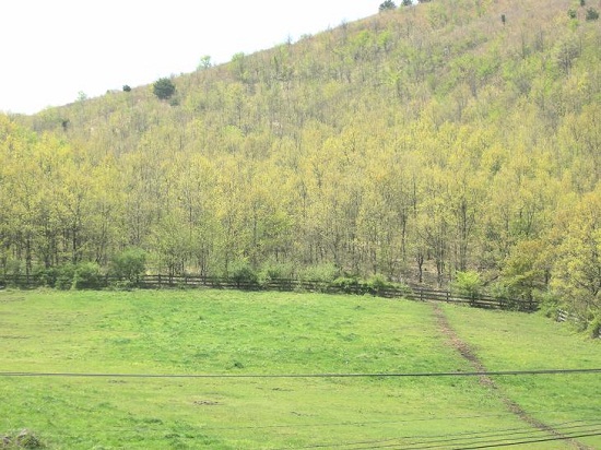 新緑の山