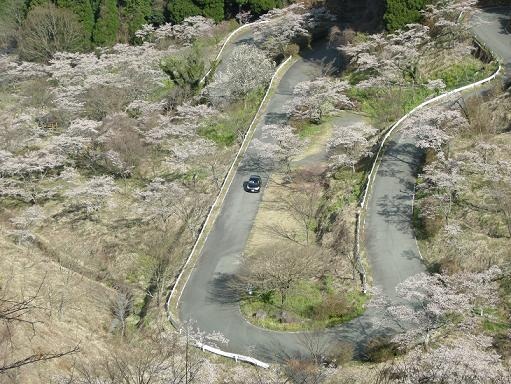 桜並木のカーブ