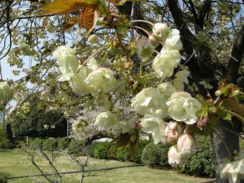 花10