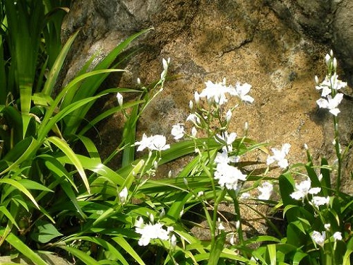 花11