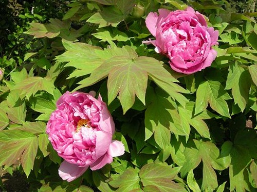 ぼたんの花