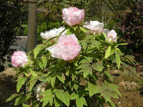 ぼたんの花