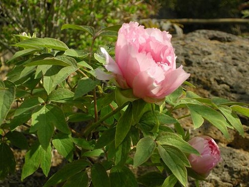 ぼたんの花