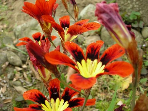 花2