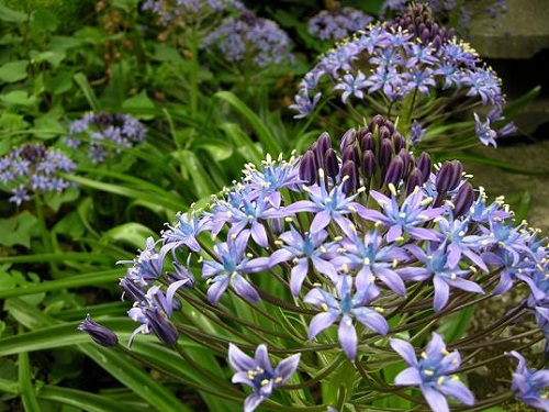 花3