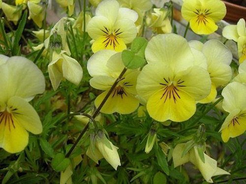 花4