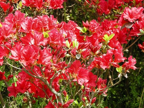 花6