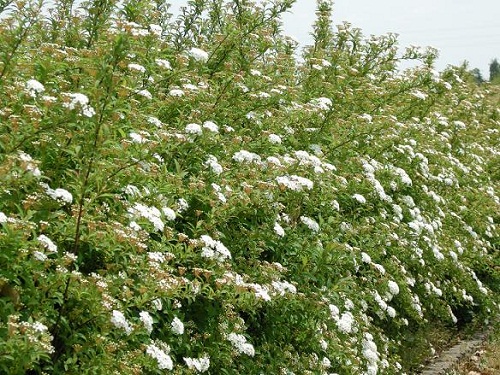 花7