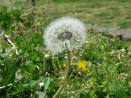 花7