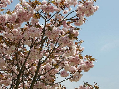 サクラの花