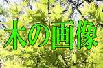 �؂̉摜��