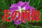 �Ԃ̉摜��