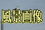 ���i�摜��