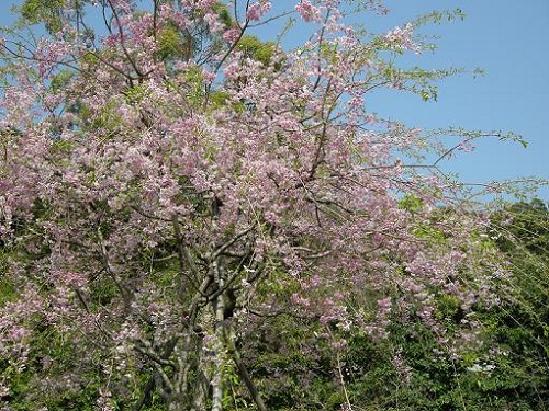 木