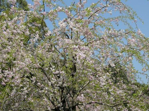 しだれ桜